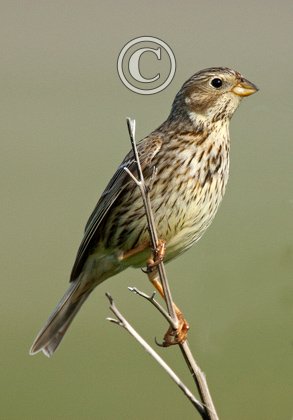 Corn Bunting 1